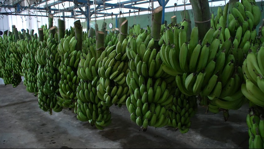 Banana de Corupá fortalece economia, turismo e inovação no Norte de Santa Catarina
