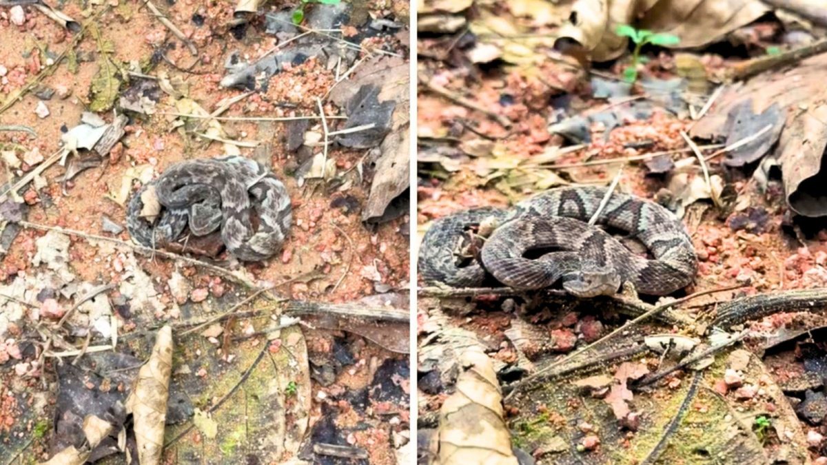 Bebê de cobra mais perigosa do Brasil ataca sem ser vista na mata e biólogo de SC explica alcance do bote