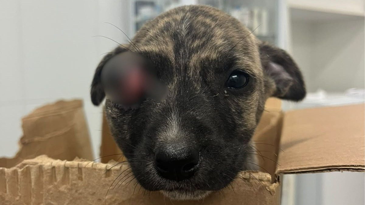 Filhote de cachorro, apelidado Tiquinho, é resgatado das ruas com o ‘olho para fora’ após batida na cabeça e deve passar por cirurgia em SC