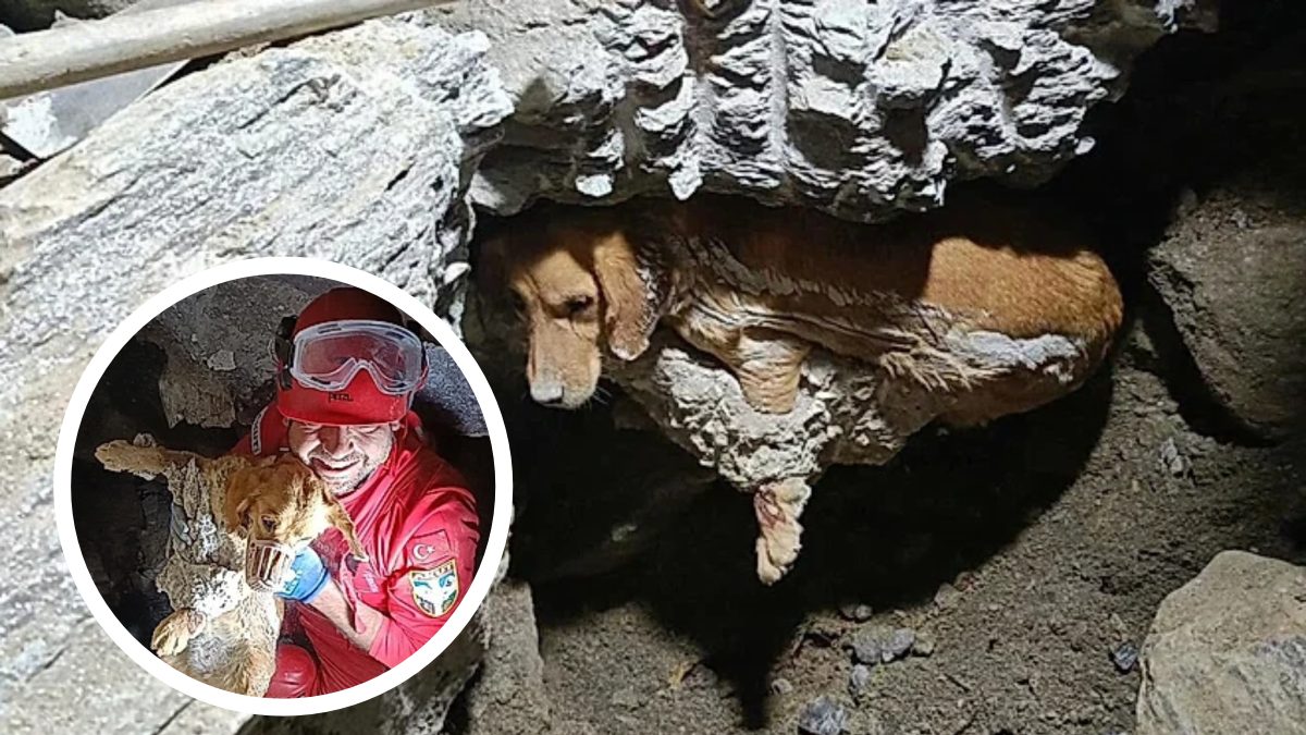 Cadela fica presa em concreto endurecido a um metro de profundidade na Turquia, mas resgate de 7 horas tem final emocionante