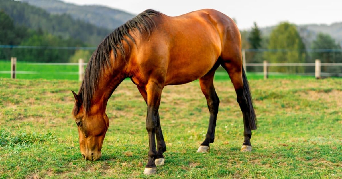 Cavalos voltam a ser reconhecidos como seres capazes de sentir emoções após Justiça considerar lei inconstitucional em SC