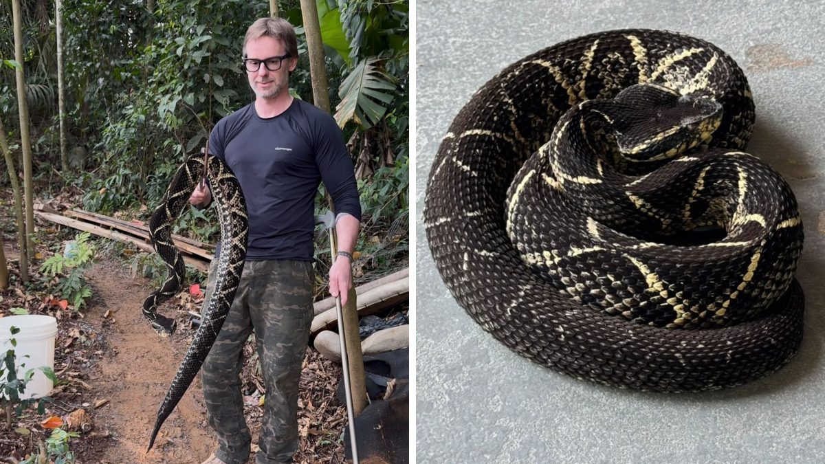 Cobra peçonhenta ‘gigante’ é encontrada perto de condomínio e surpreende biólogo em SC: ‘Grandinha a criança’