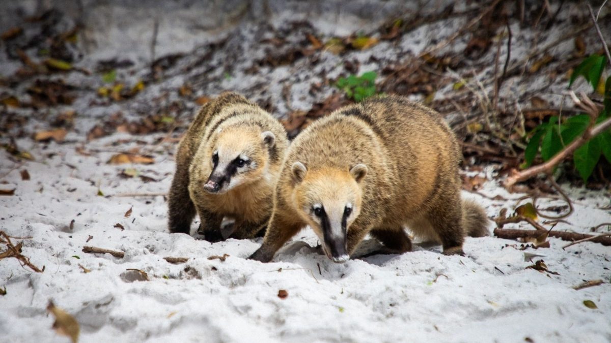 Introduzidos por humanos, quatis do ‘Caribe catarinense’ entram na mira de projeto inédito de manejo populacional; entenda