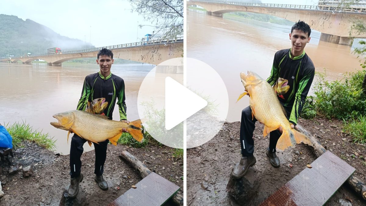 Jovem de 25 anos sai para pescar jundiá com o pai e fisga dourado de 19 kg com isca artificial em rio entre SC e RS: ‘um em um milhão’