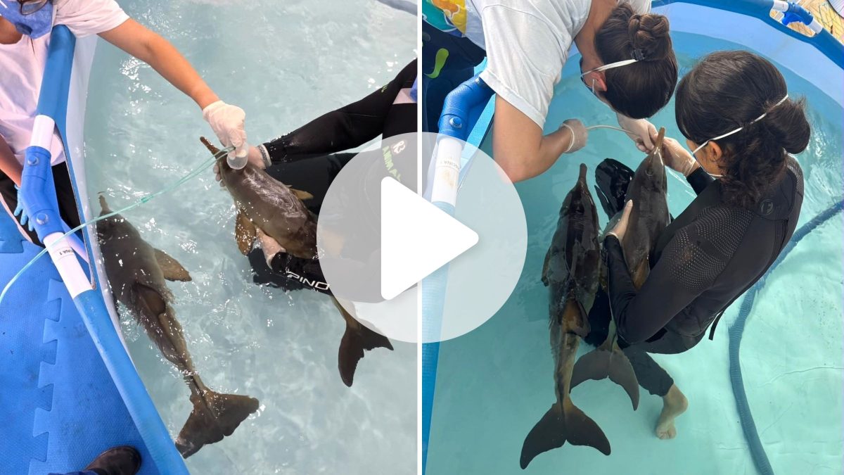 Filhotes de espécie aquática ‘superameaçada’ de extinção são resgatados em estado grave e trazidos do RS para reabilitação em Florianópolis