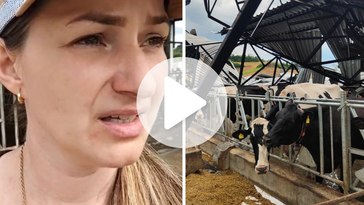 ‘Deu 5 segundos e tudo estava no chão’: produtora de leite revela desespero ao ver galpão desabar e ferir vacas em SC