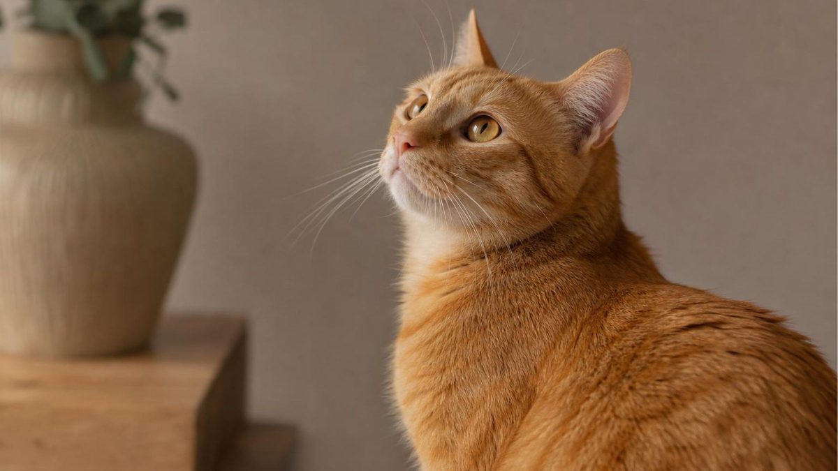 Mistério da cor dos gatos laranjas é desvendado após 60 anos de busca por uma resposta
