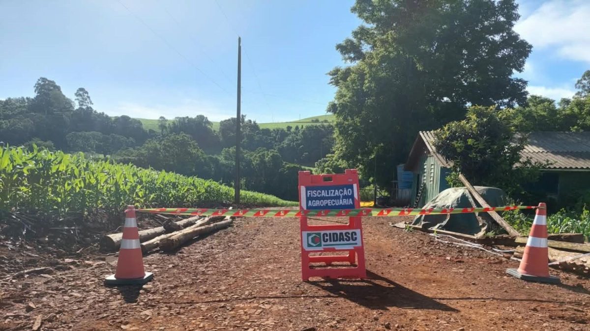 Vírus detectado em granja de perus em SC acende alerta em cidade onde avicultura representa 40% da economia