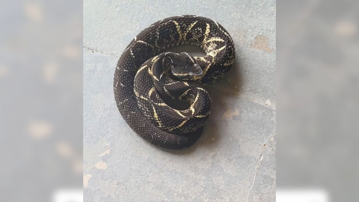 🚨 ALERTA-VIZINHO! Cobra gigante aparece perto de condomínio em Jaraguá