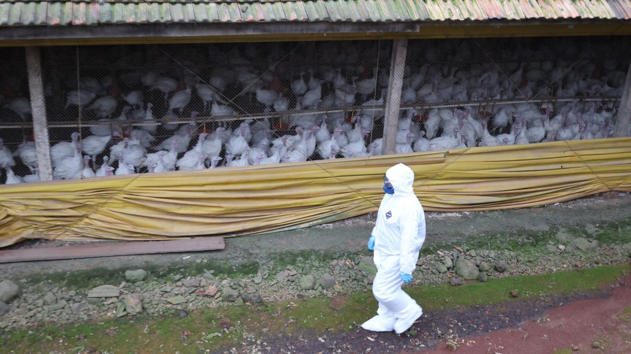 Vigilância ativa permite identificar novos focos da Doença de Newcastle e direcionar as medidas de controle sanitário nas áreas envolvidasFoto: Keli Magri/Cidasc/ND Mais