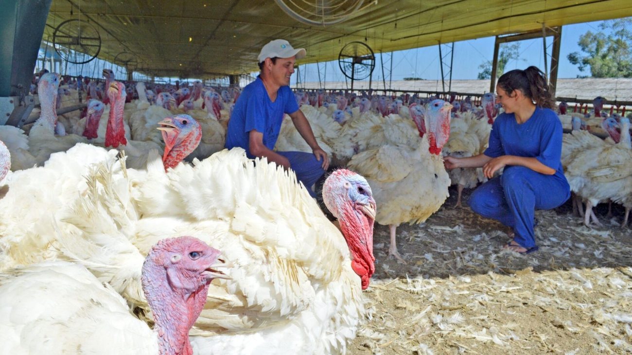 A inclusão dos quatro municípios na área de emergência não significa que todos tenham focos confirmados.Foto: Felipe Neitzke/Reprodução/ND Mais