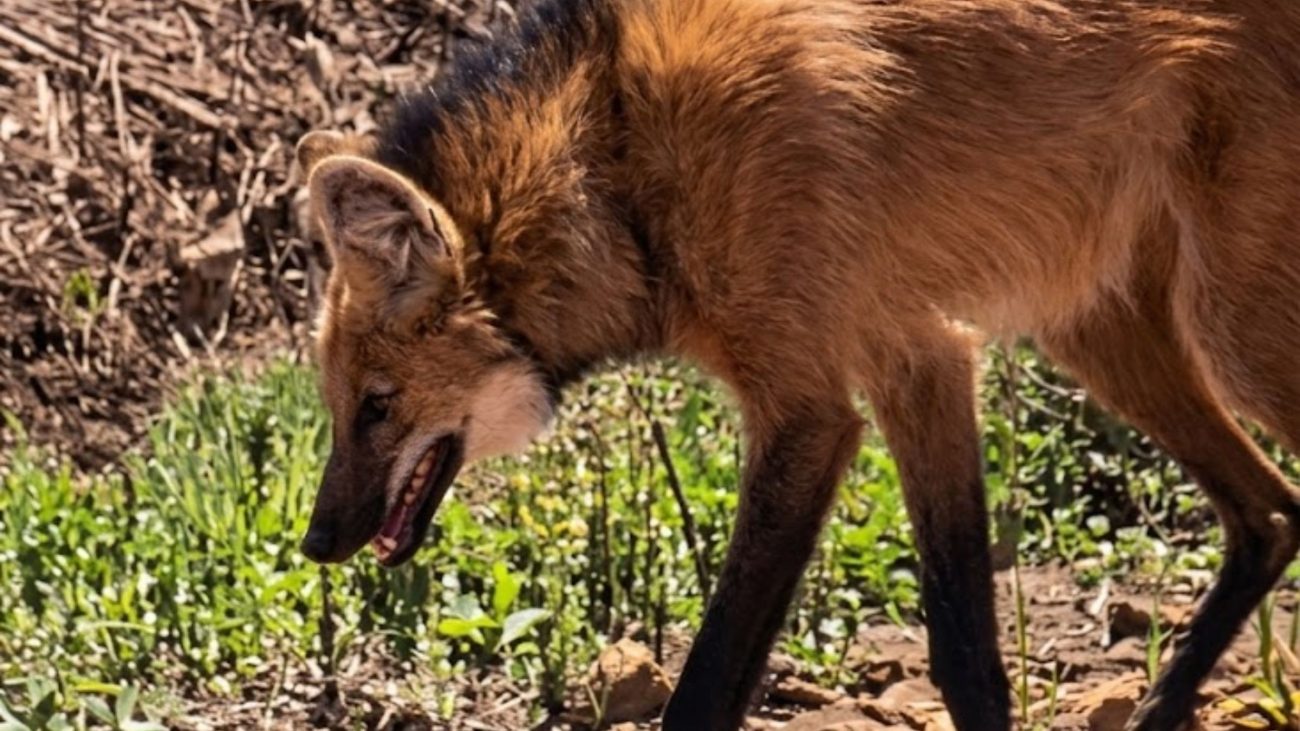 Maior canídeo silvestre da América do Sul, lobo-guará ameaçado de ...