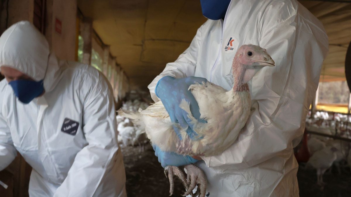 Governo Federal negocia às pressas para evitar bloqueio da China a aves do Brasil após novo foco de Newcastle em SC
