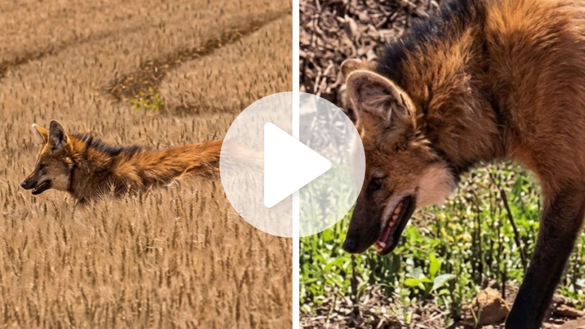 Maior canídeo silvestre da América do Sul, lobo-guará ameaçado de extinção é avistado em propriedade rural de SC