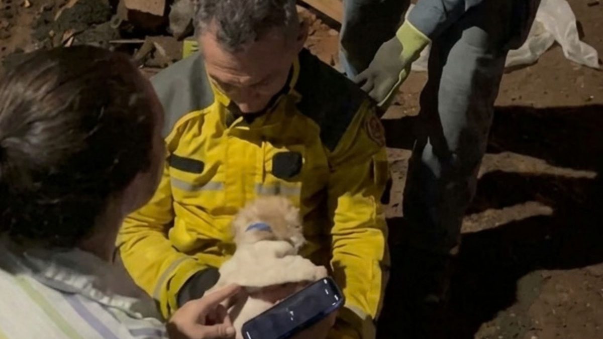 Poodle cego e surdo é resgatado após ficar preso em tubulação de 75 metros de extensão em Chapecó