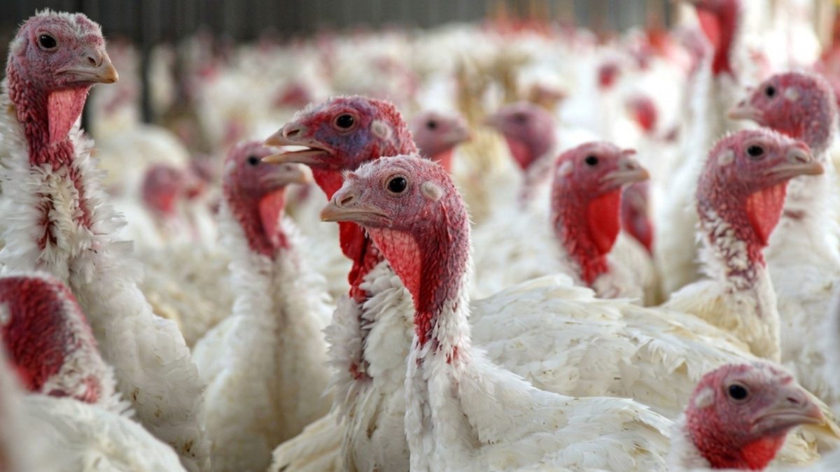 Exportação de frango do Brasil escapa de bloqueio na África do Sul após três focos de Newcastle em SC