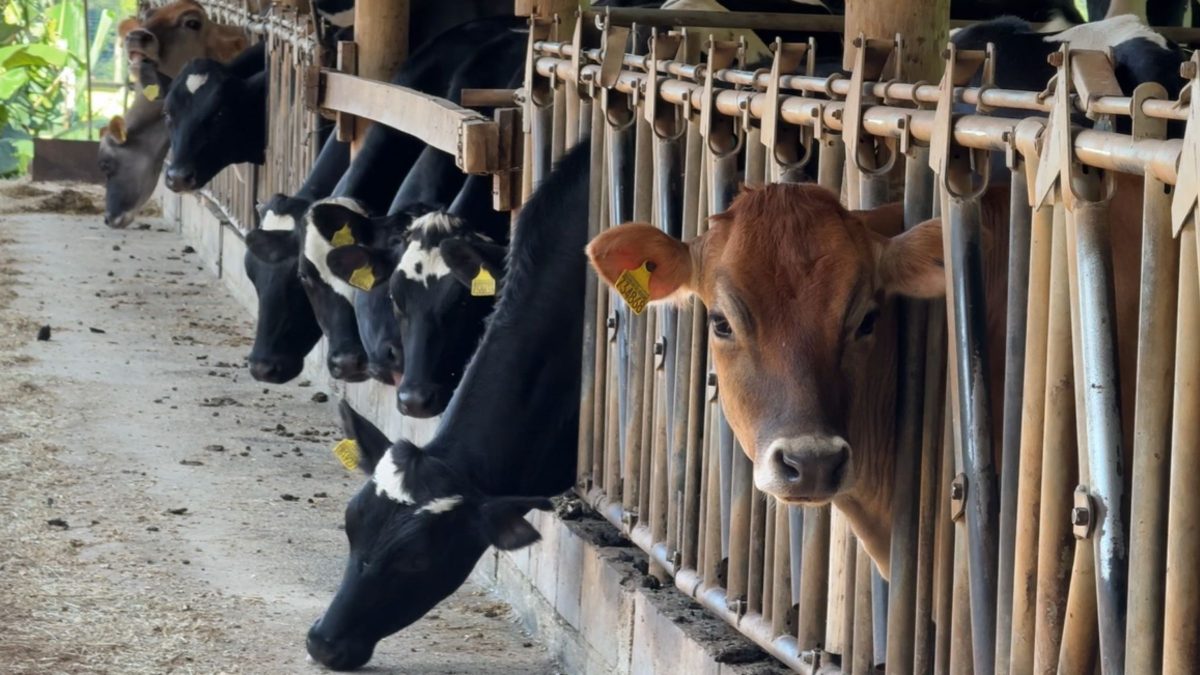 Santa Catarina bate recorde na produção de leite com 3,43 bilhões de litros; veja região que lidera produtividade