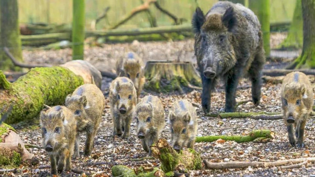 Após alerta sobre 200 mil javalis, SC abre licitação para instalar armadilhas em parques estaduais e conter avanço da ‘espécie invasora’