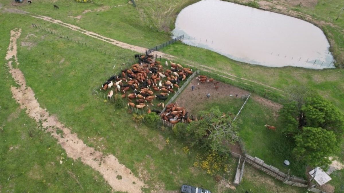 Idoso de 91 anos descobre sumiço de 2,3 mil bois avaliados em R$ 11 milhões no RS e investigação aponta suspeito próximo
