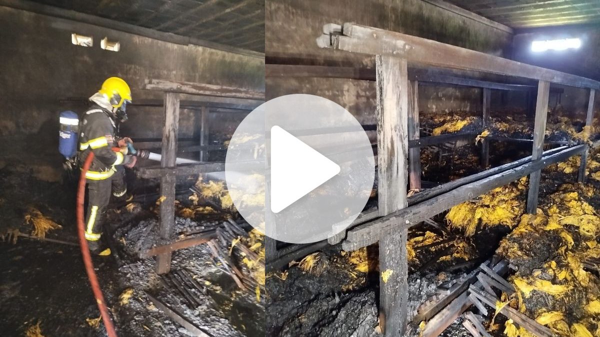 VÍDEO: Incêndio destrói toda a produção de fumo em galpão e empresários estimam prejuízo de R$ 30 mil em SC - Foto