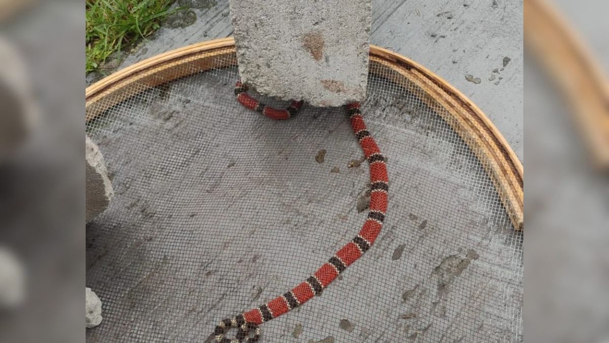 Cobra mais venenosa do Brasil assusta família em quintal de casa enquanto menina brincava em SC