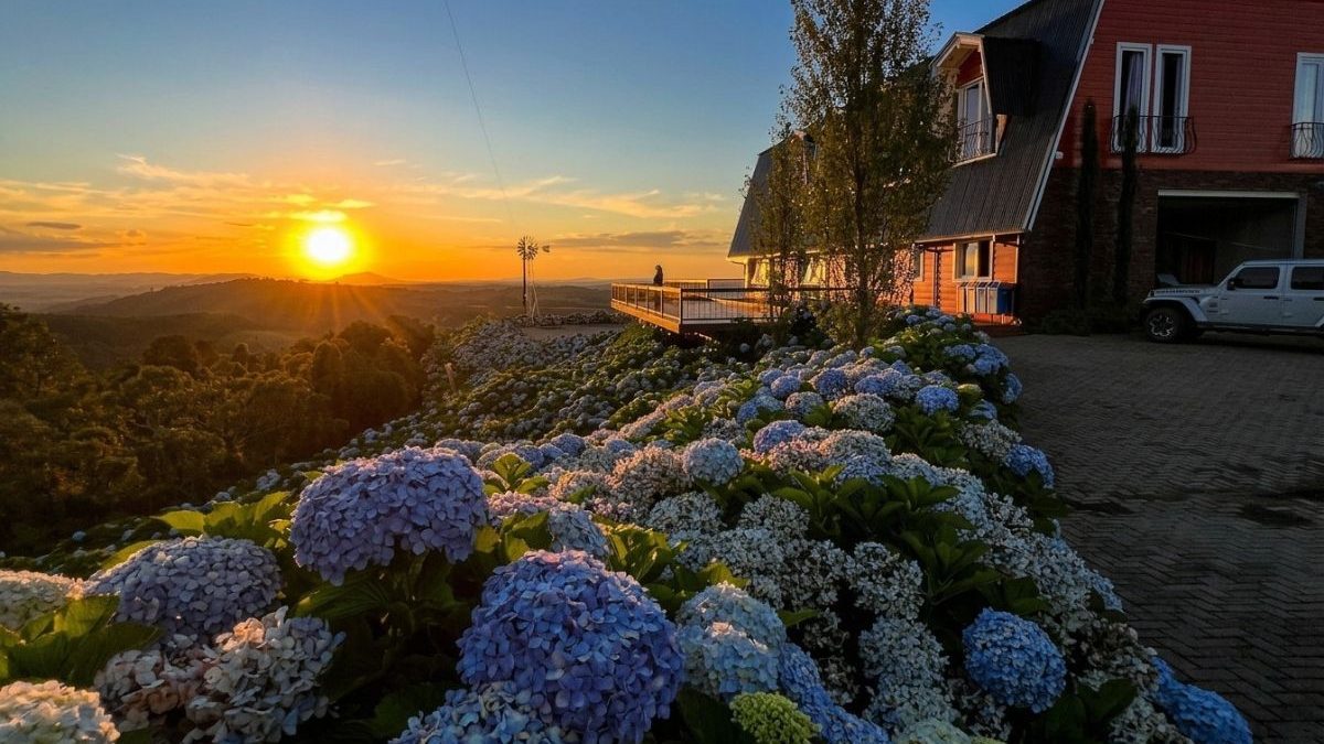 FOTOS: ‘Mar’ de flores cultivado em cartão-postal transforma paisagem em cenário de filme com florada de hortênsias em SC