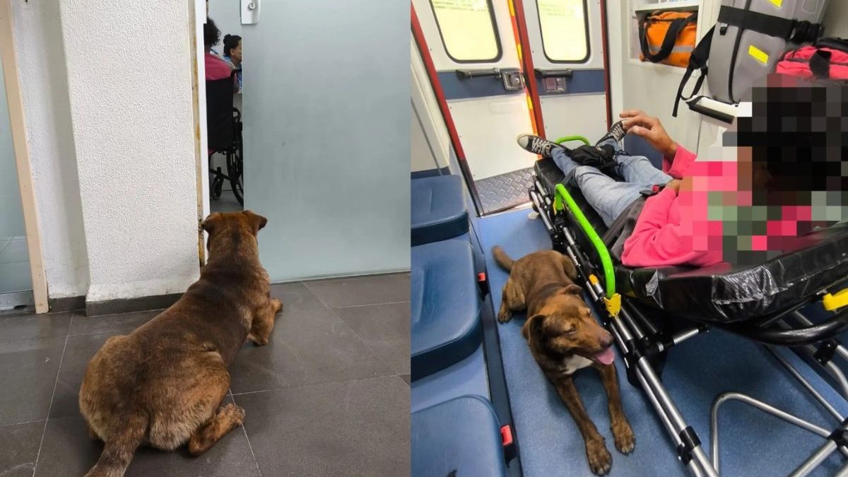 Cachorro ‘fiel’ entra em ambulância para acompanhar homem em situação de rua até consulta médica e emociona bombeiros em SC