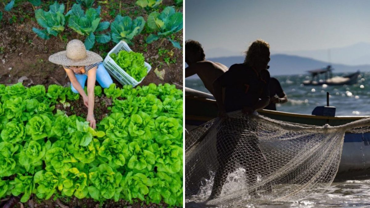 Agricultores e pescadores têm direito a até R$ 21,9 milhões destinados a projetos de inovação e infraestrutura em SC; veja como participar