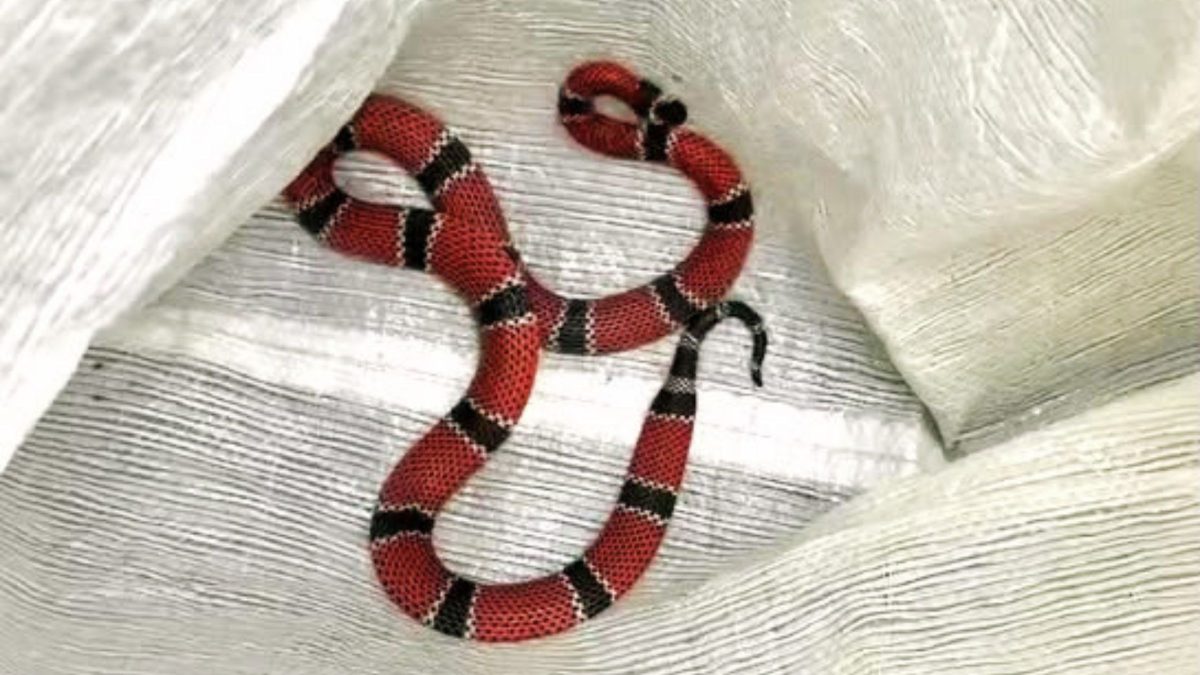 Cobra mais venenosa do Brasil ‘gigante’ é encontrada em escola de SC e tamanho surpreende até biólogo