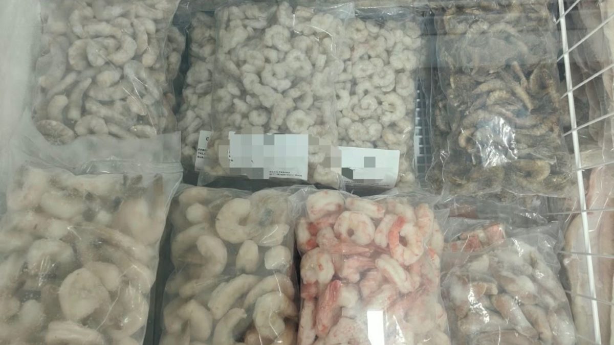 Mais de cinco toneladas de peixes e camarões vão para o lixo após fiscalização encontrar irregularidades em comércios de praia de pescadores em SC