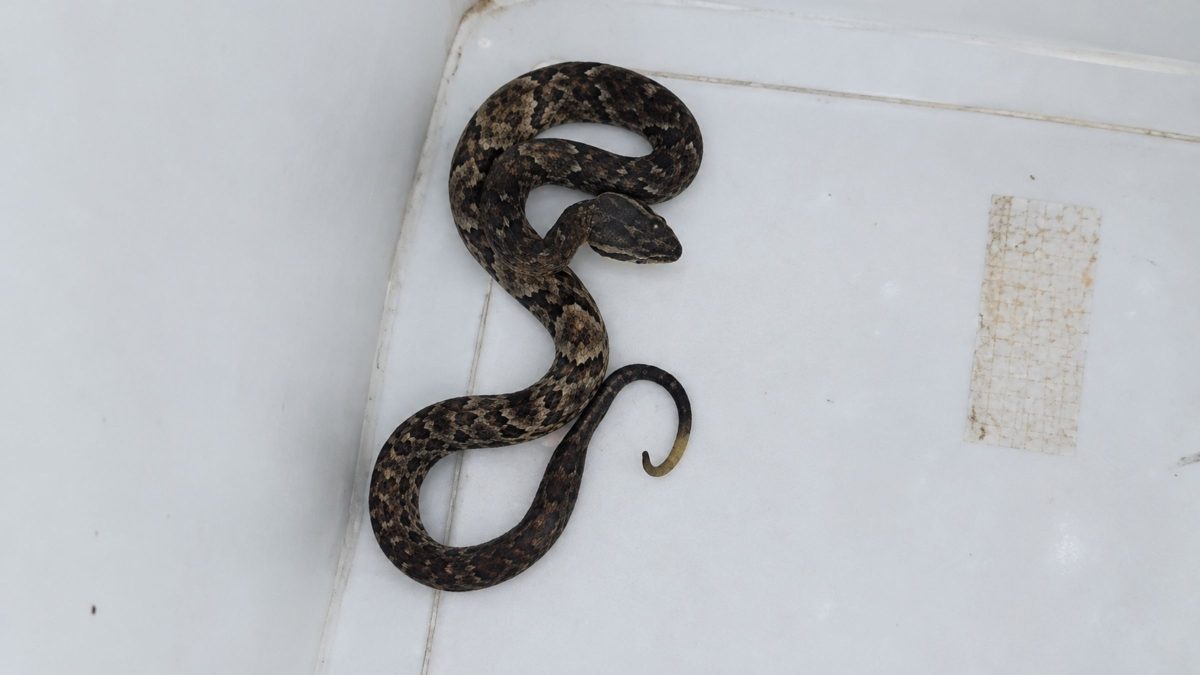 Bebê de cobra mais perigosa do Brasil e que mais causa acidentes é encontrado dentro de casa em SC