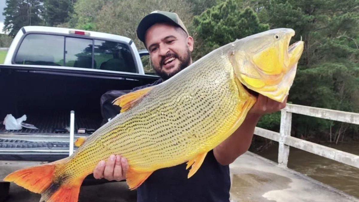 Gigante dos rios, dourado de quase 14 quilos é fisgado por pescador em SC; confira o vídeo