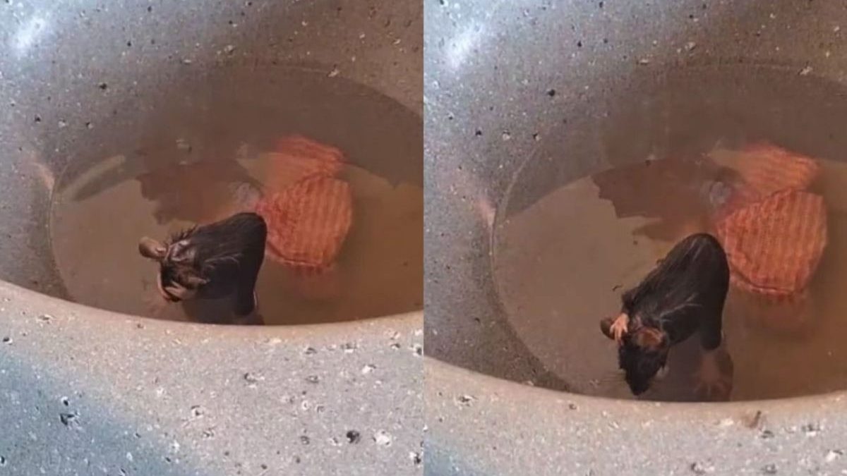 Mulher encontra rato tomando banho na pia de casa e vídeo mostra animal se esfregando igual gente