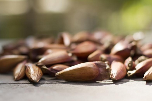 Safra do pinhão deve ser 25% maior em 2022, indicam agricultores